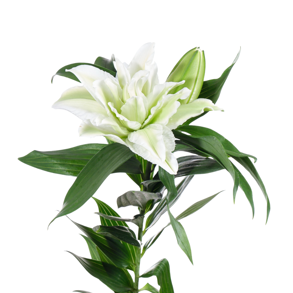 Lilium or roselily aisha