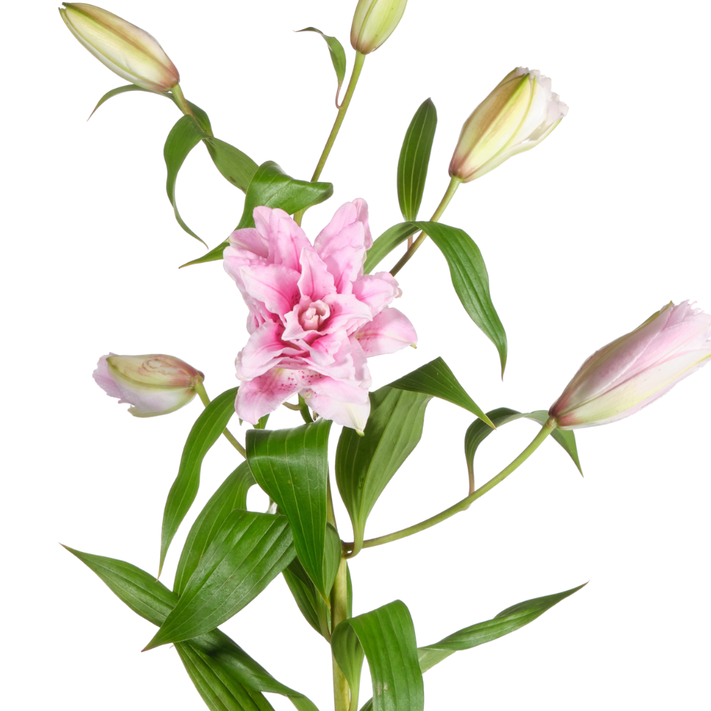 Lilium or roselily isabella