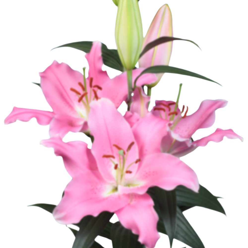 Lilium or vletter binasco
