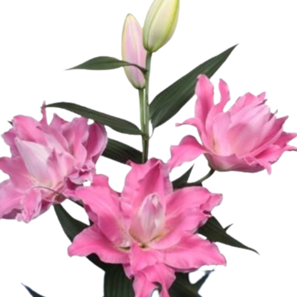Lilium oriental double dreamline