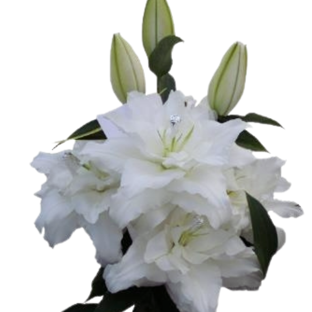 Lilium oriental double guapa