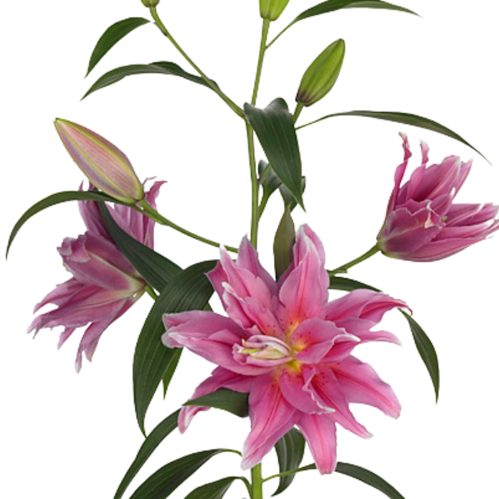 Lilium roselily elena