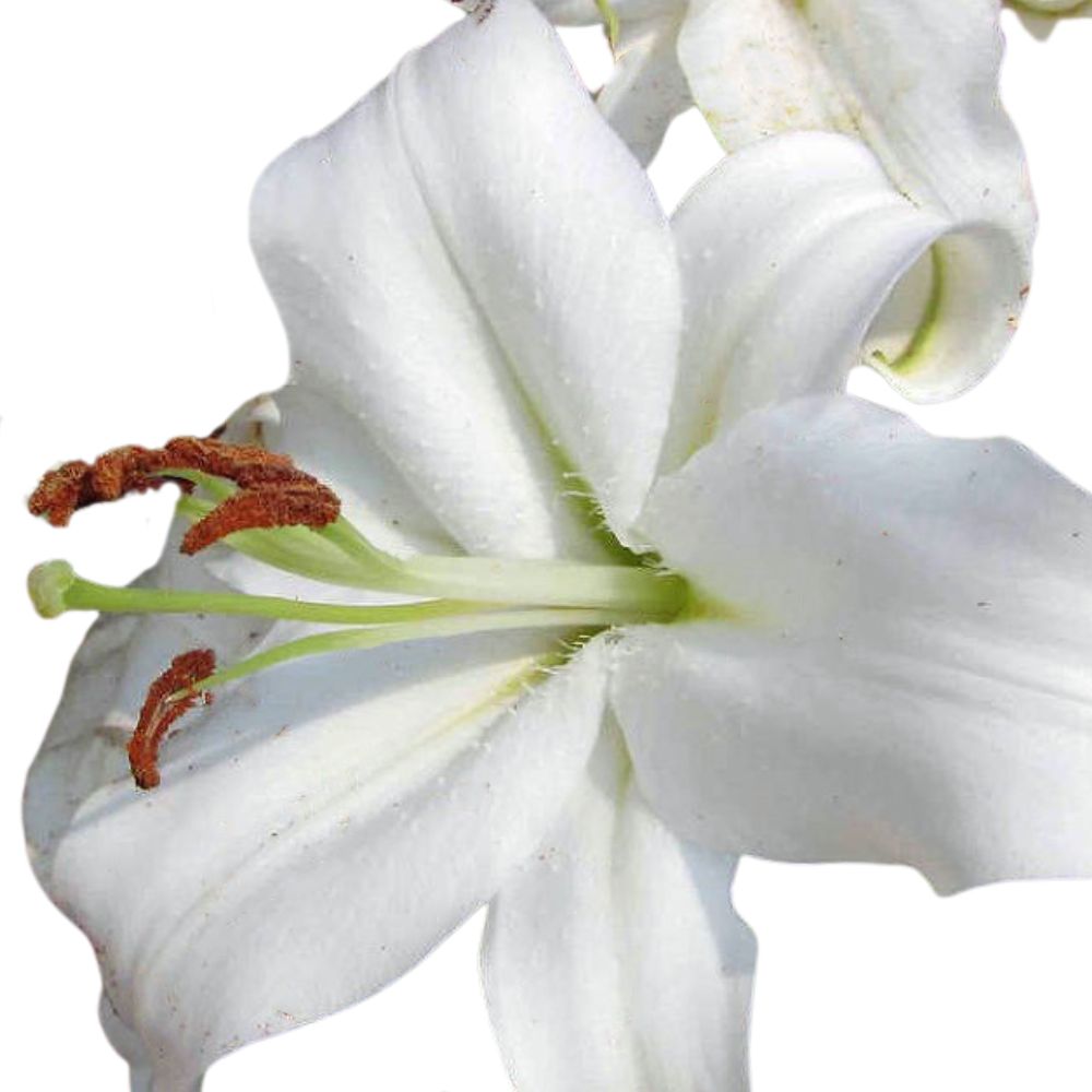 Lilium or monteneu