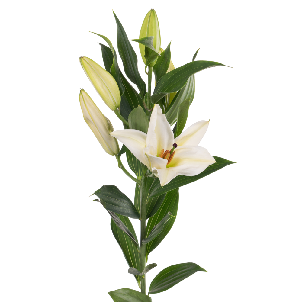 Lilium or premium blond