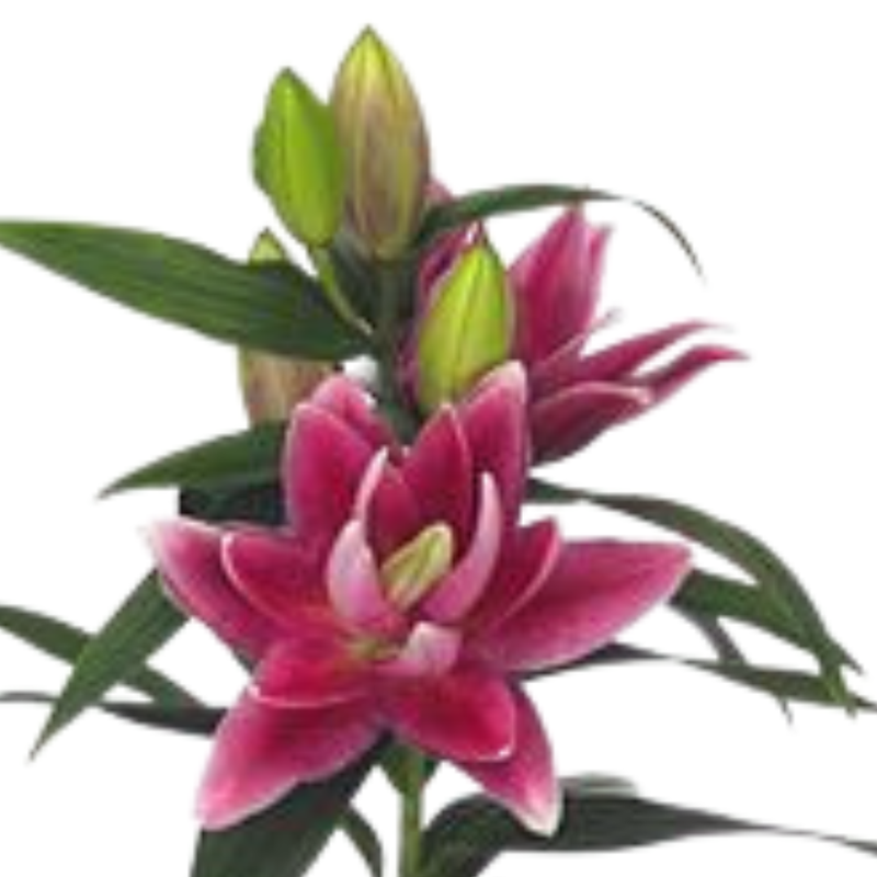 Lilium or roselily dalinda