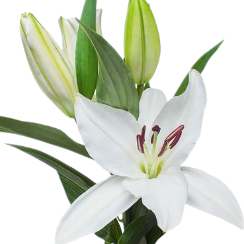 Lilium or siberia