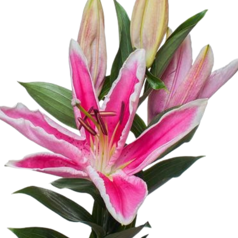 Lilium or sorbonne