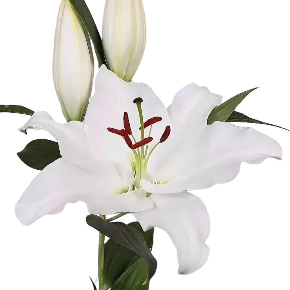 Lilium or tourega