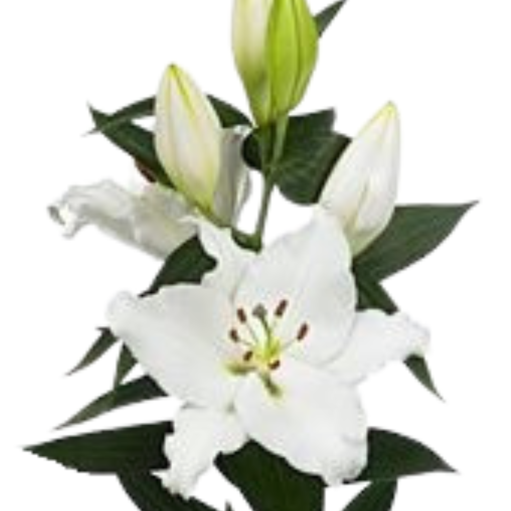 Lilium or white passion