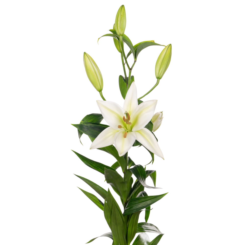 Lilium ot zambesi