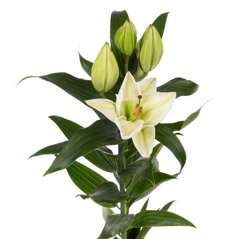 Lilium or proposal