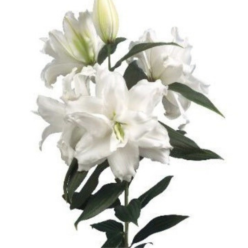 Lilium or roselily dejima