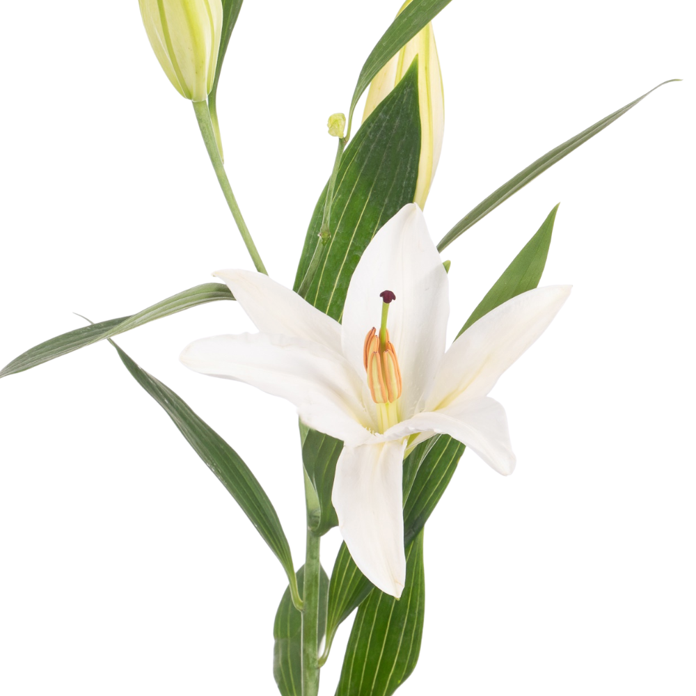Lilium or santander