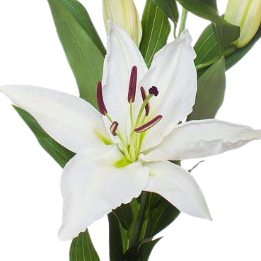 Lilium or signum