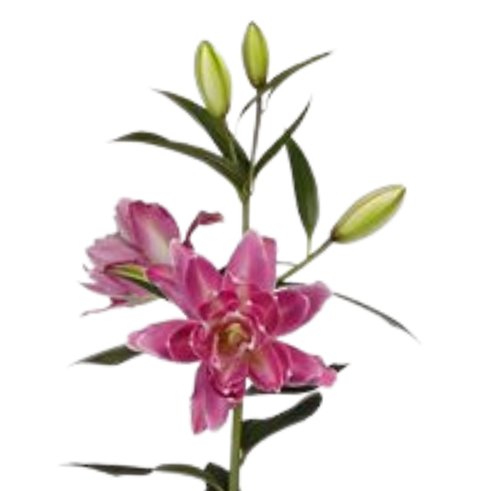 Lilium oriental double accolade