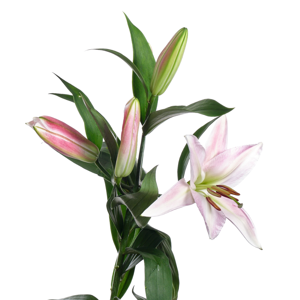 Lilium ot tabledance