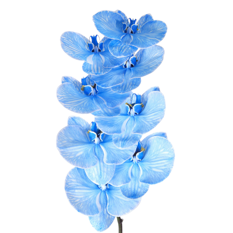 Phalaenopsis dyed royal blue