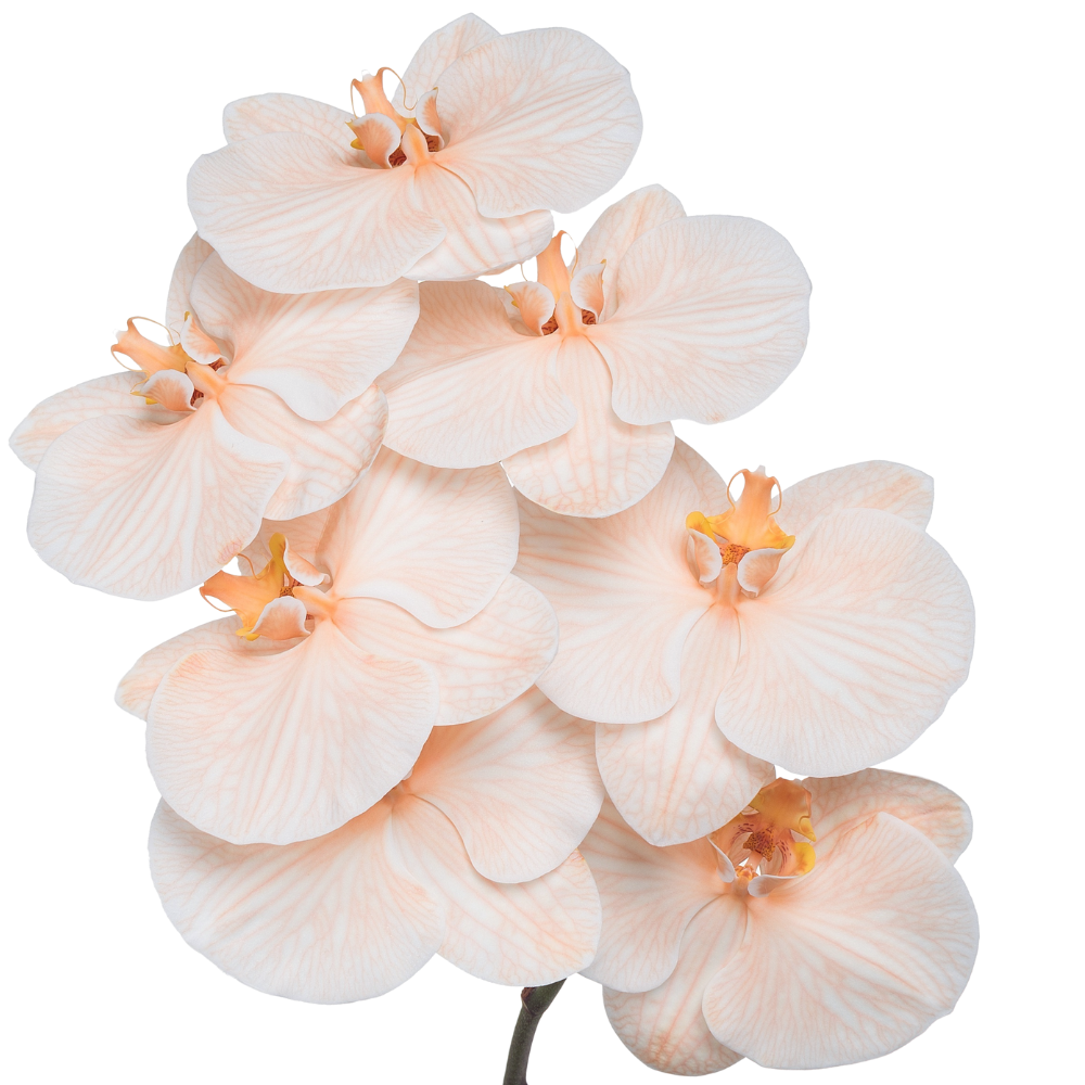 Phalaenopsis dyed apricot