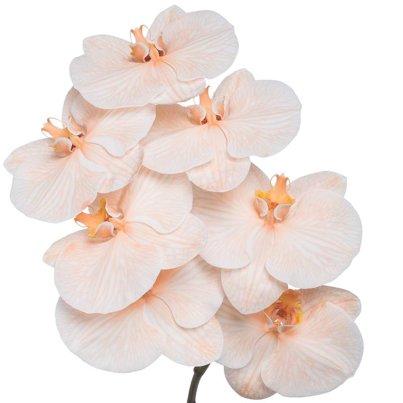 Phalaenopsis dyed apricot