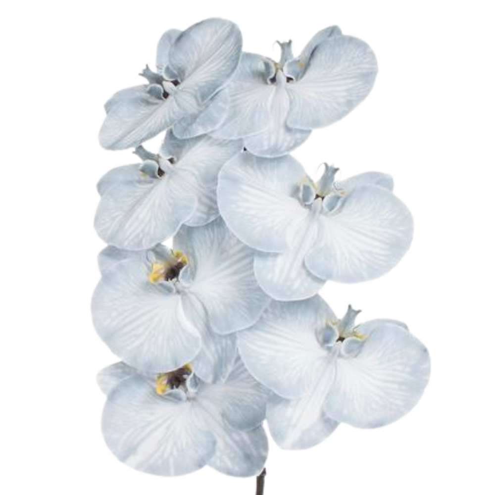 Phalaenopsis dyed black