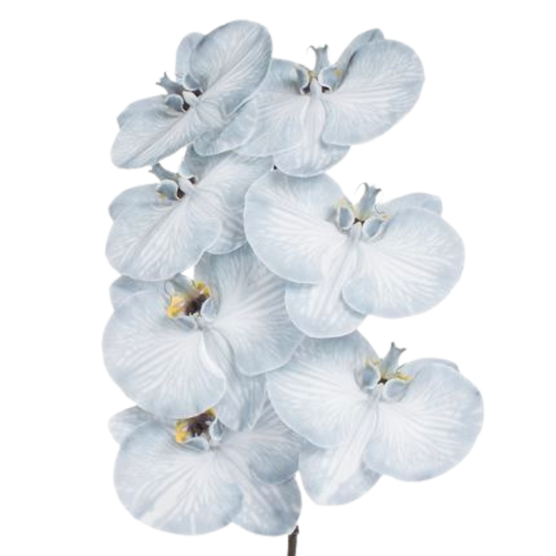 Phalaenopsis dyed black