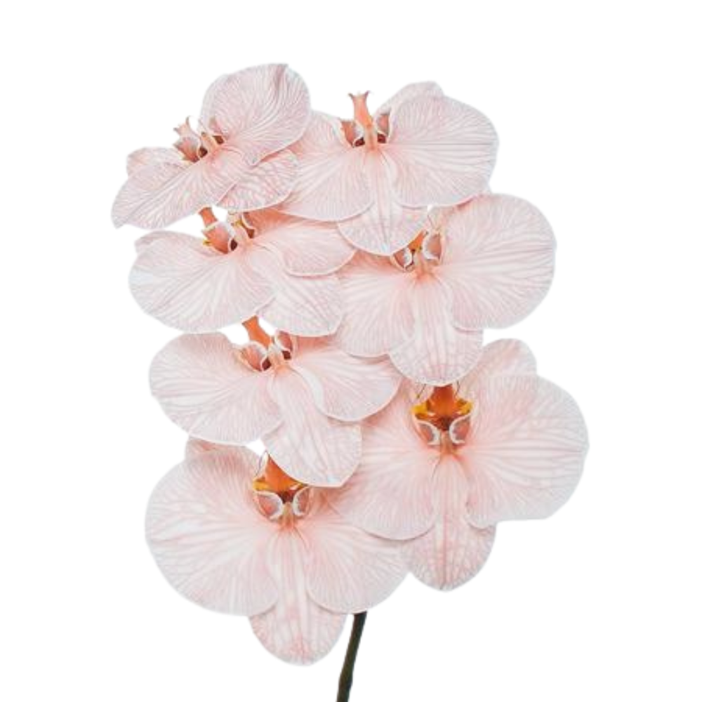 Phalaenopsis dyed mocca