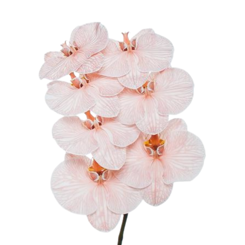 Phalaenopsis dyed mocca