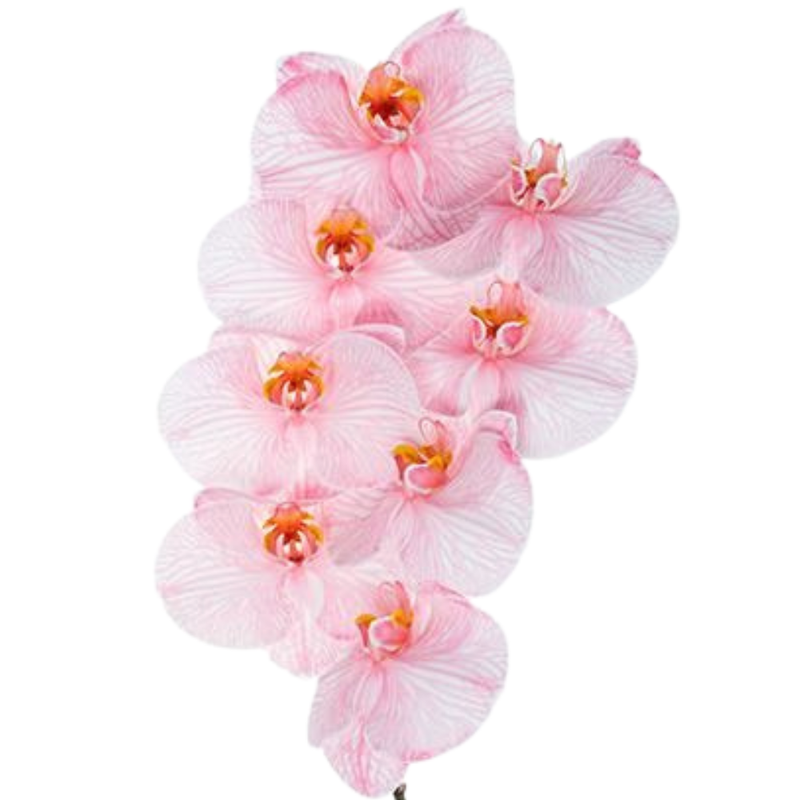 Phalaenopsis dyed red