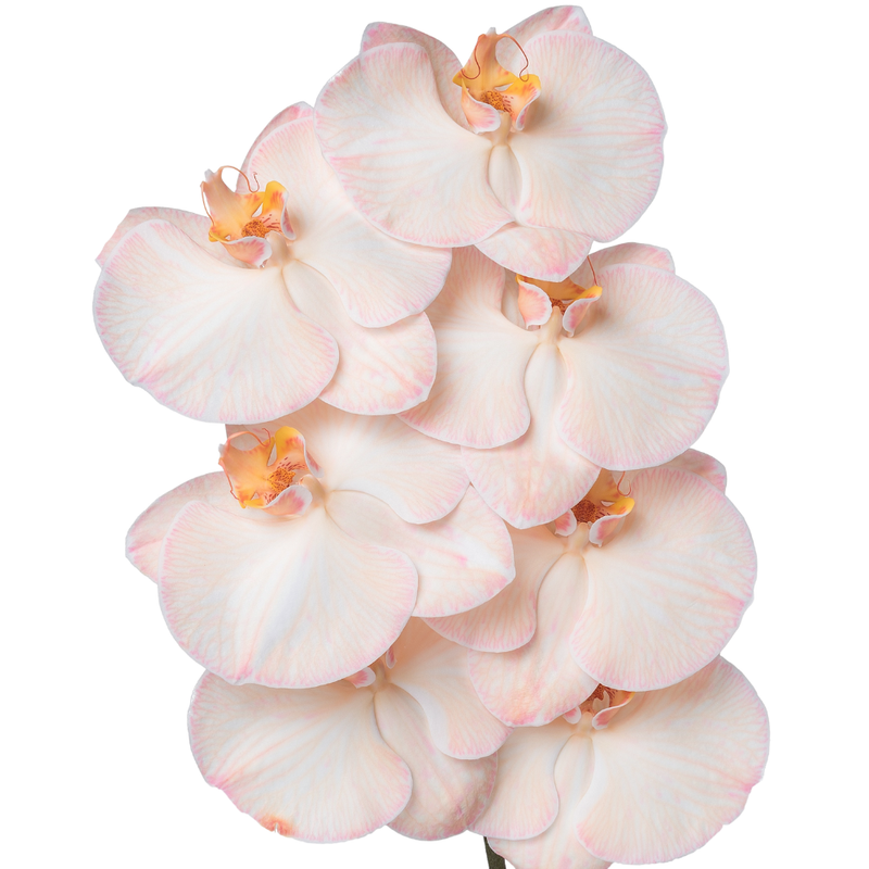 Phalaenopsis dyed sepia