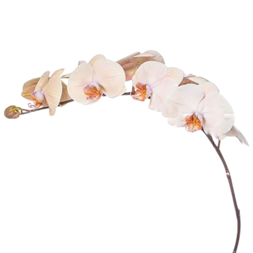 Phalaenopsis royal peach