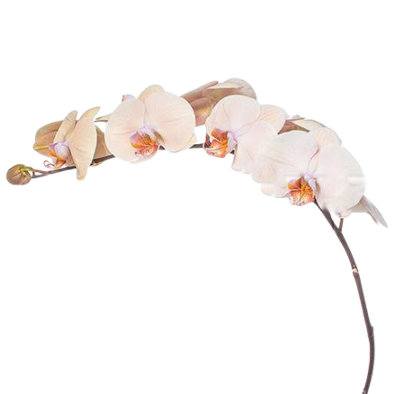 Phalaenopsis royal peach