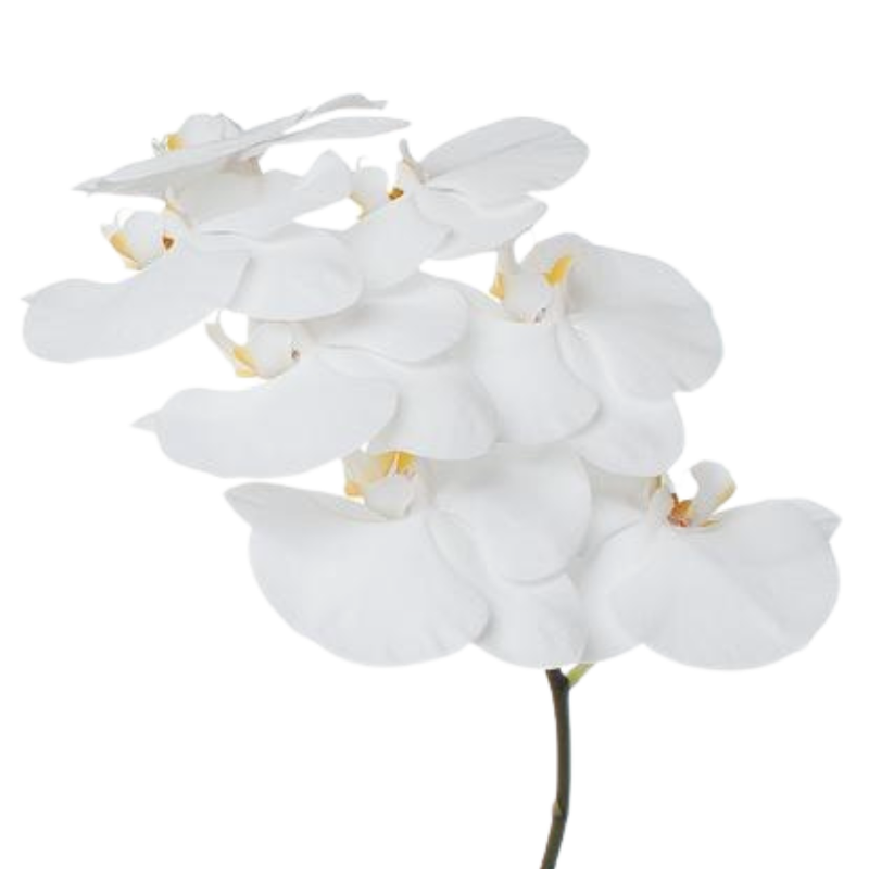 Phalaenopsis white