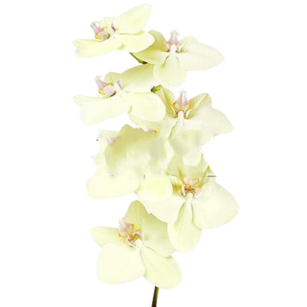 Phalaenopsis yellow