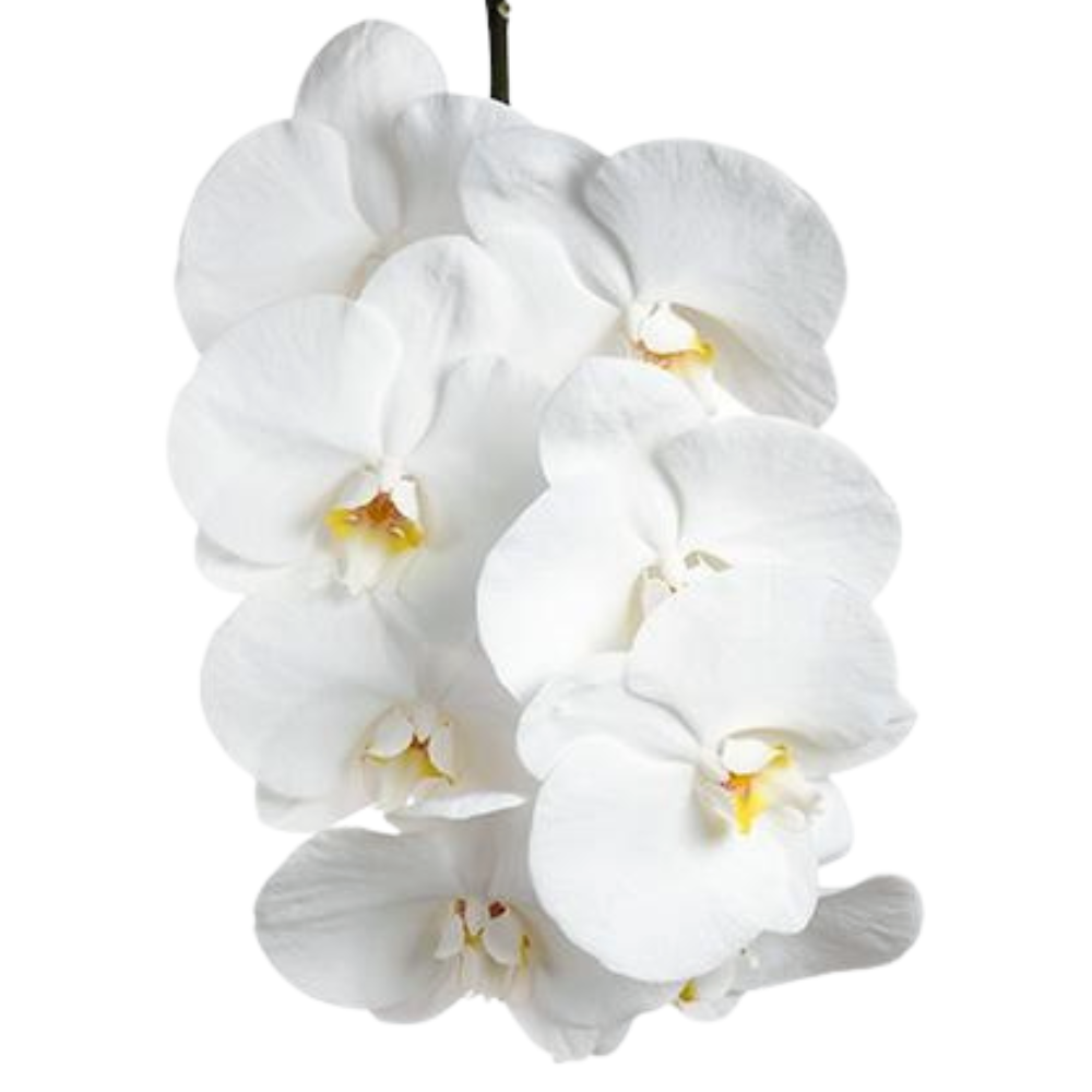 Phalaenopsis party white