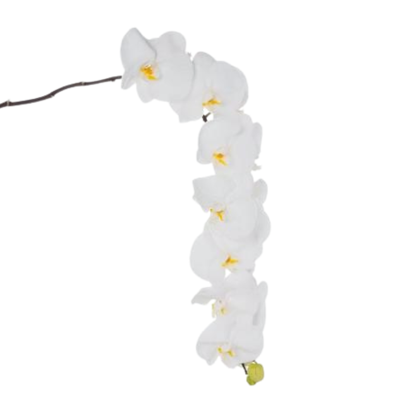 Phalaenopsis sensation white