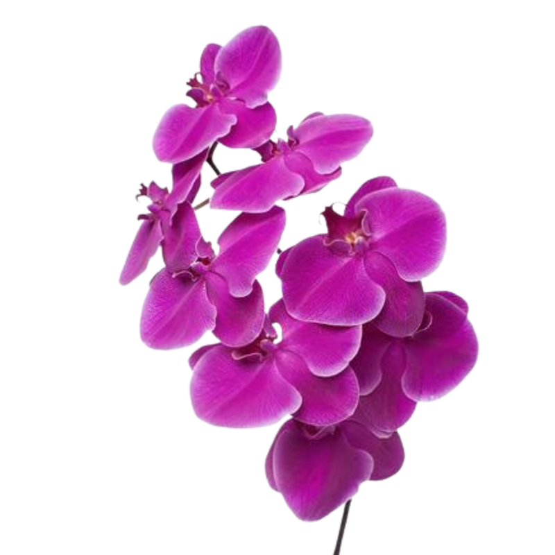 Phalaenopsis sunpride flamingo