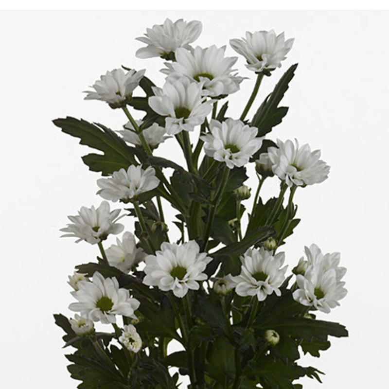 Chrysanthemum santini bouncer