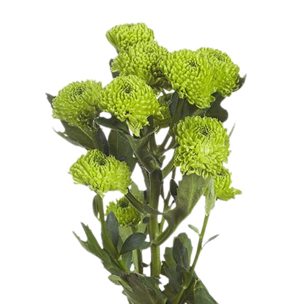 Chrysanthemum santini country