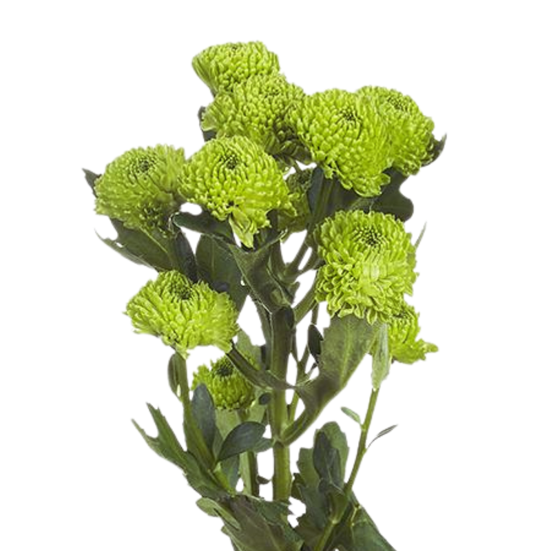 Chrysanthemum santini country