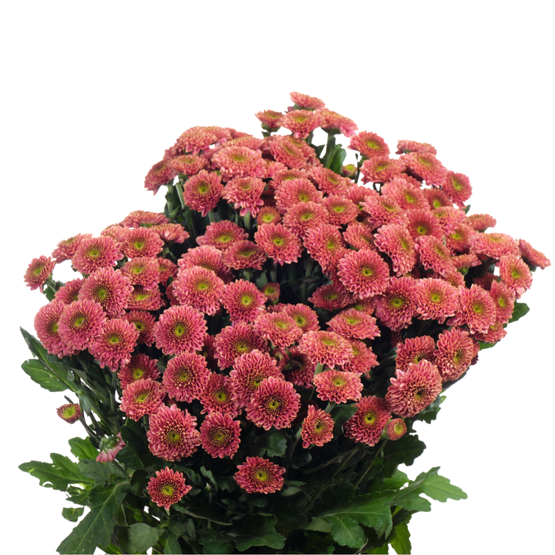 Chrysanthemum santini doria cherry