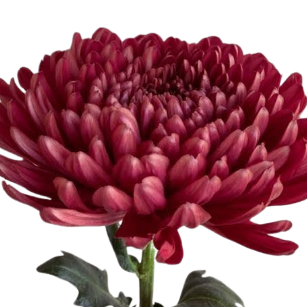 Chrysanthemum single andrea red