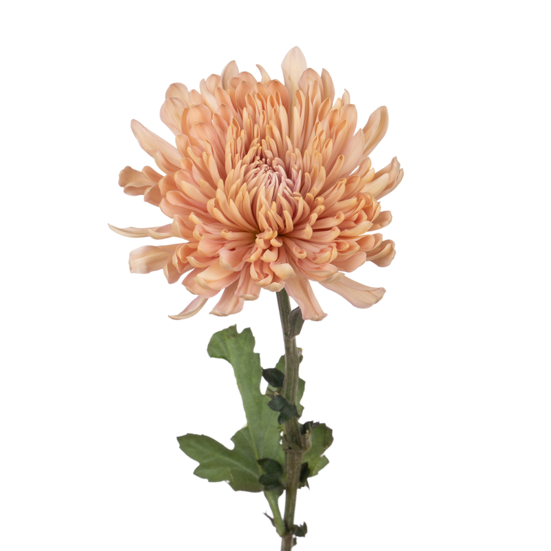 Chrysanthemum single cremon linette