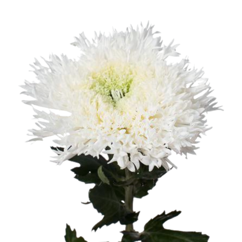 Chrysanthemum single etrusko white