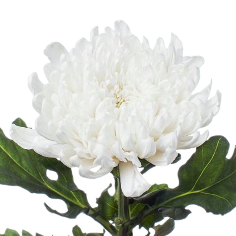 Chrysanthemum single gagarin