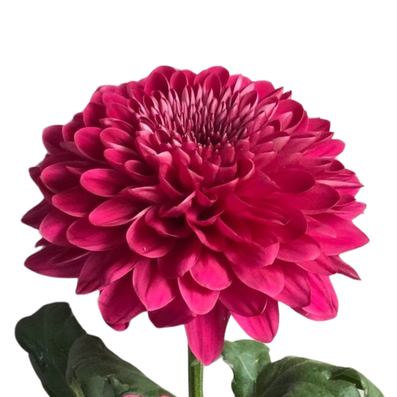 Chrysanthemum single lychee