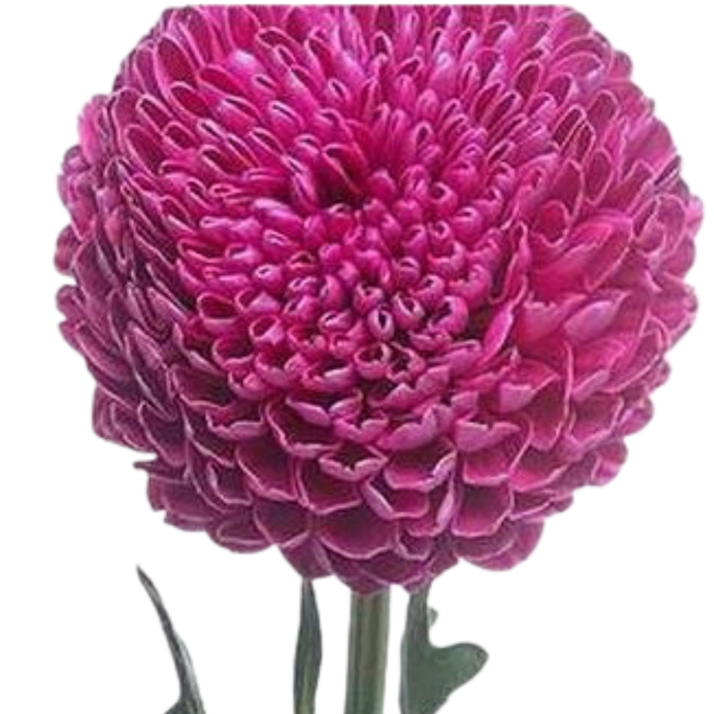 Chrysanthemum single ping pong purple