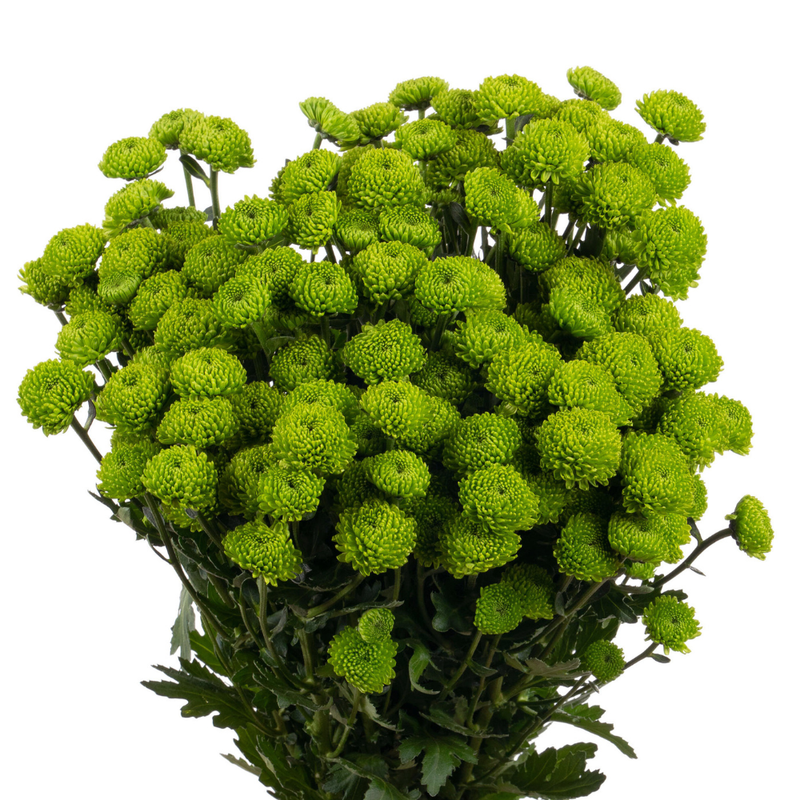 Chrysanthemum santini peptalk
