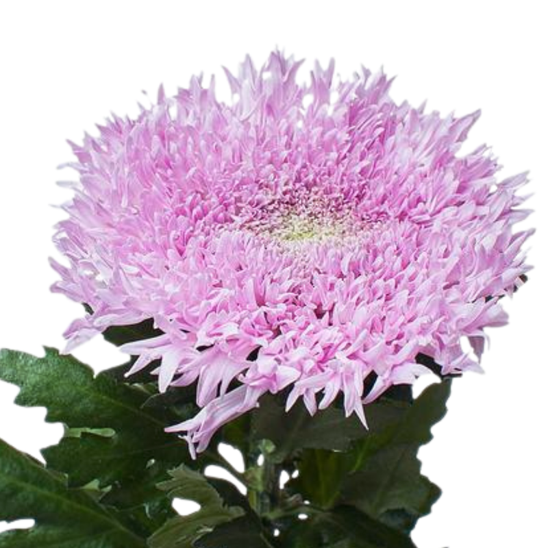 Chrysanthemum single etrusko