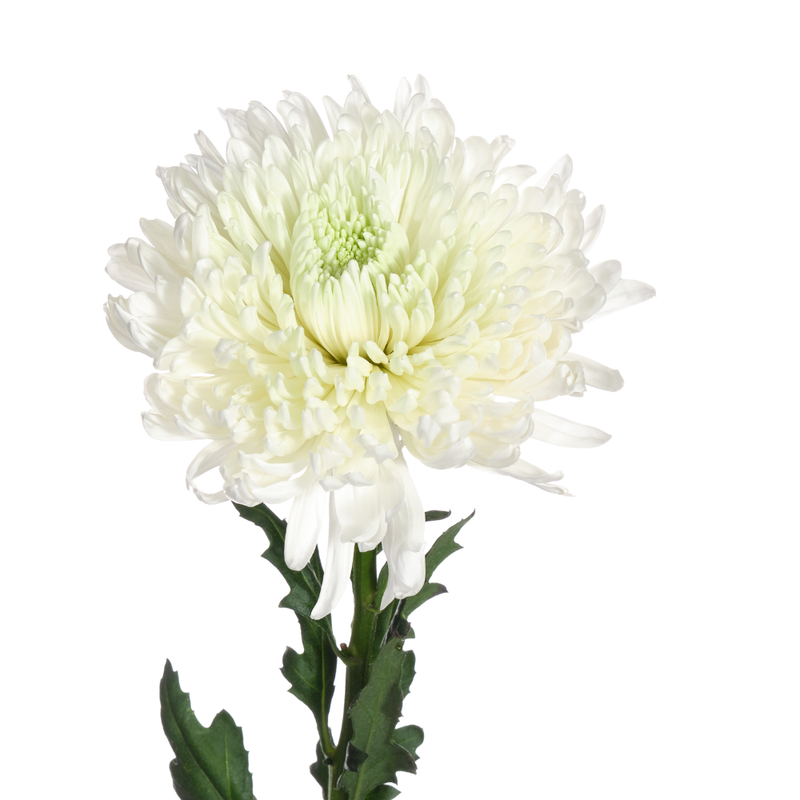 Chrysanthemum single magnum