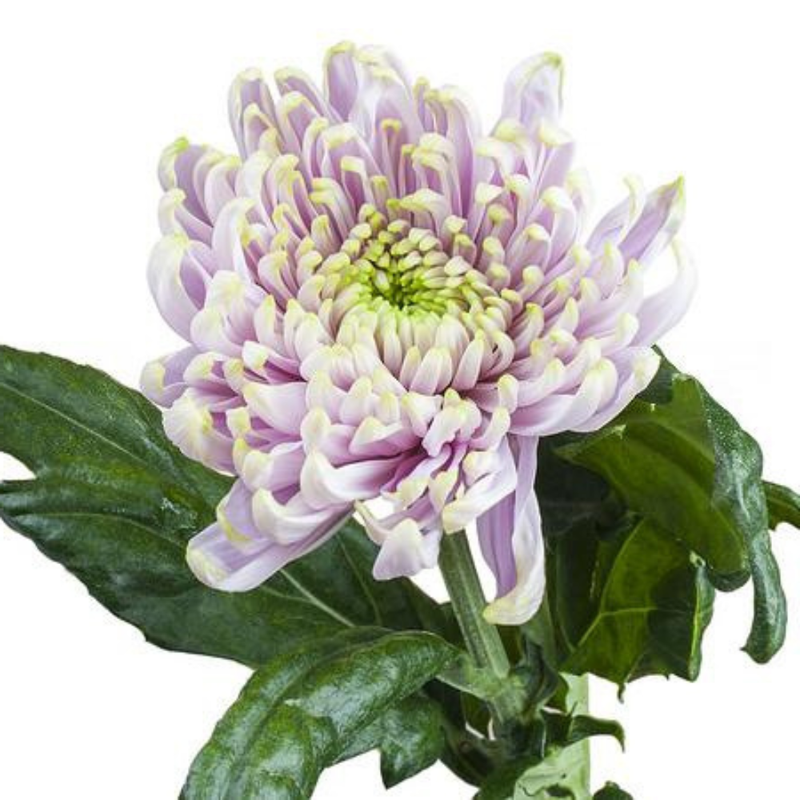 Chrysanthemum single rossano charlotte